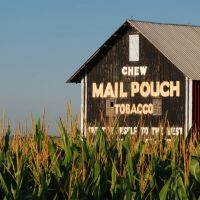 Mail Pouch Barn and Corn, Мэдисон