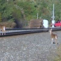 Deer on the tracks, Норт-Кингсвилл