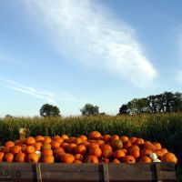 Pumpkins near Newcomerstown, Ohio, Ньюкомерстаун