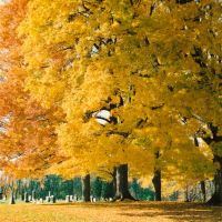 Maple Grove Cemetery - Chesterville Ohio, Парма-Хейтс