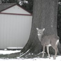 Deer in the backyard, Роки-Ривер