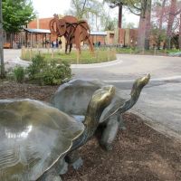 Turtles and an elephant, Россфорд
