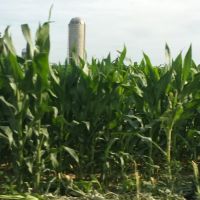 Corn hiding the silos., Саванна