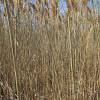 High reeds on Erie Beach, Харбор-Вью