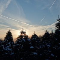 Evening sky over a Christmas tree farm, Честерхилл