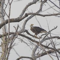 Bald Eagle, Санд-Спрингс