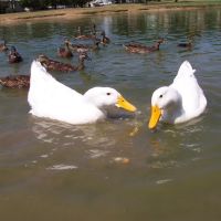 ducks and bread, Форт-Силл