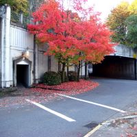 Red tree by the tunnel, Вильсонвилл