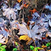 Frozen Leaves, Гарден-Хоум
