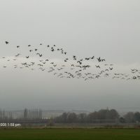 Geese Flying through Dallesport, Даллес