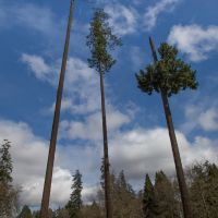 Oregon Pines, Корваллис