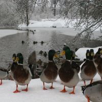 Duck pond, Oregon City, OR, Ла-Гранд