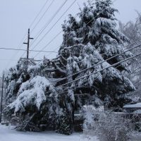 C Ave in Winter: Tree Collapsing Under The Weight of Ice., Лейк-Освего