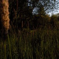Meadow at Cozine Creek, Мак-Миннвилл