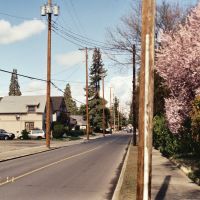Trees in Blossom on Genesee St. Medford, Oregon, Медфорд