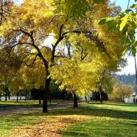 Yellow leaves, Милуоки