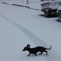 North American Domesticated Dachshund Crosses the Road, Пауэллхарст