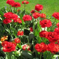 Red tulips, Сант-Хеленс