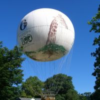 Philadelphia Helium Zoo Baloon, Белмонт
