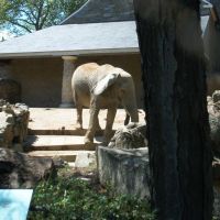 Philadelphia Zoo, Белмонт