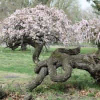 Old cherry tree, Fairmount Horticulture Center, Philadelphia, Белмонт