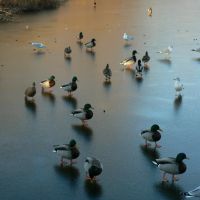 Ducks walking on frozen Haverford College Pond, Брумалл