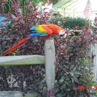 City Island Parrot, Гаррисберг