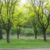 Dormont Trees, Грин-Три