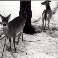 baby deer, Джонстаун
