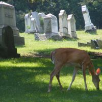 Washington Cemetery, Pennsylvania, Ист-Вашингтон