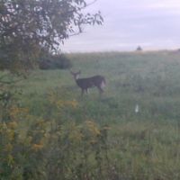 Deer, Ист-Норритон