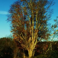 Very cool old tree, Кембридж-Спрингс