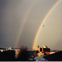latrobe rainbow, Латроб