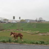 Horse farm on Doe Run Church Rd., Модена