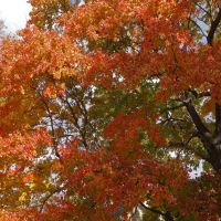 Fall colors - maple tree, Нарберт