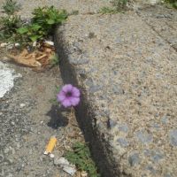 flower in a crack, Немаколин