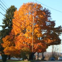 Tree of beauty, Саутмонт