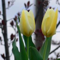Tulip, Флемингтон