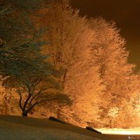 Midnight Snow - Snow coverd trees - Lock Haven, PA, Флемингтон