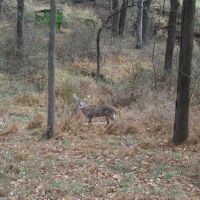 12 Point White Tail Deer Buck, Швенксвилл