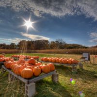 Pumpkins at Schartner farm at Exeter, RI., Варвик