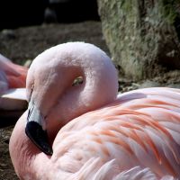 Flamingo, Кранстон