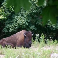 Bison in The ZOO, Кранстон