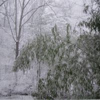 Bamboo Weighed Down by Snow, Билтмор-Форест