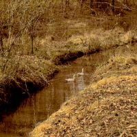 Ducks Entering one of the feeder creeks---st, Винстон-Салем