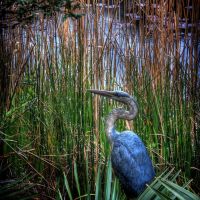 Heron in the Wetlands, Джексонвилл