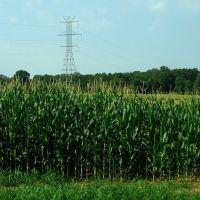 Growing Cornfields, Индиан-Трейл