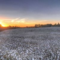 Field of Cotton in Cleveland County, Кливленд