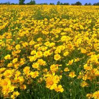Carolina Field of Wildflowers, Кулими