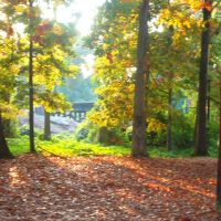 Fall in Goldston Parks woods!, Хай-Пойнт